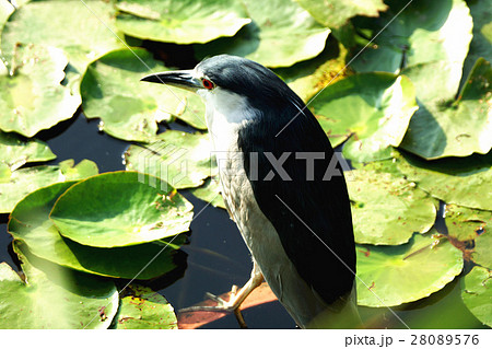 ゴイサギ 五位鷺 ごいさぎ 28089576