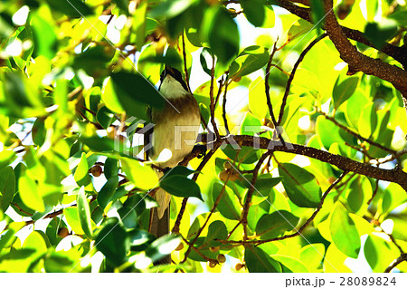 鳥 からし色 昆虫 28089824