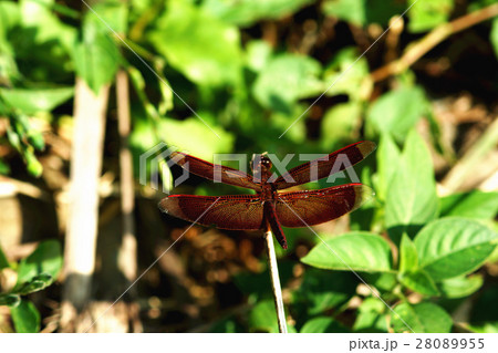 トンボ とんぼ ドラゴンフライ 28089955