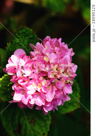 紫陽花 アジサイ あじさい 28090129