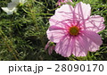 透けるコスモス ／ Transparent Cosmos 28090170