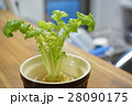 大根の葉 28090175