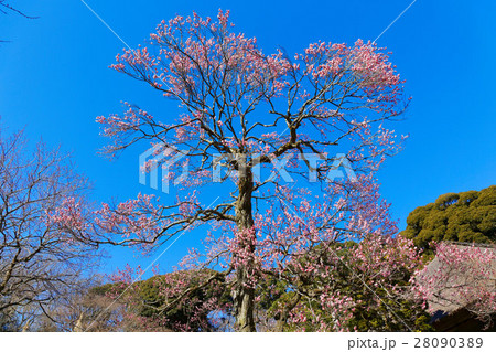 百草園の紅梅と青空 28090389
