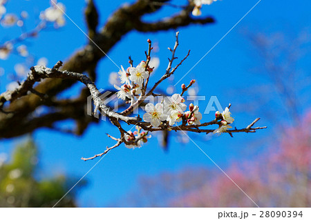 百草園の白梅と青空 百草園の白梅と青空 28090394