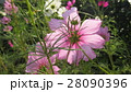 透けるコスモス ／ Transparent Cosmos 28090396