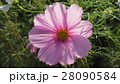透けるコスモス ／ Transparent Cosmos 28090584
