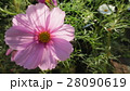 透けるコスモス ／ Transparent Cosmos 28090619