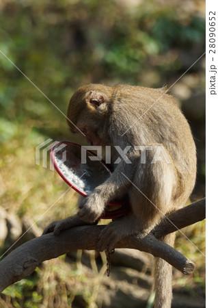 さる サル 猿 28090652