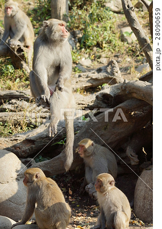 さる サル 猿 28090659