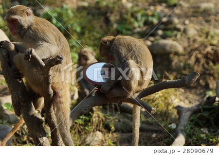 さる サル 猿 28090679