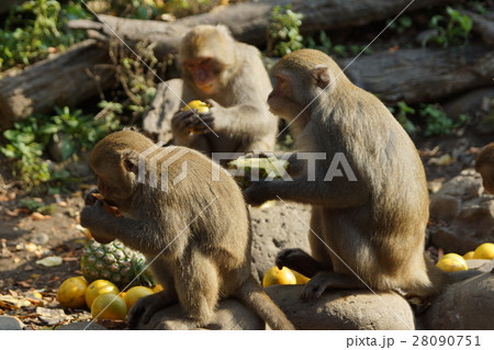 さる サル 猿 28090751