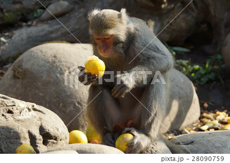 さる サル 猿 28090759