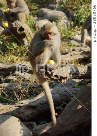 さる サル 猿 28090766