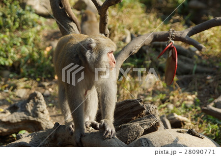さる サル 猿 28090771