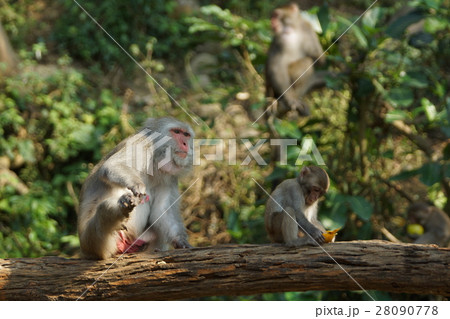 さる サル 猿 28090778