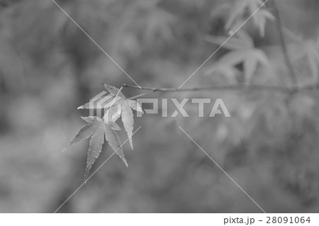 Maple leave selective focus 28091064