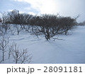 山の雪原 28091181