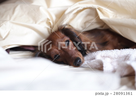 犬 日常 リラックス 遊び 犬 日常 リラックス 遊び 28091361