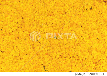 Fresh marigold flower background Fresh marigold flower background 28091651