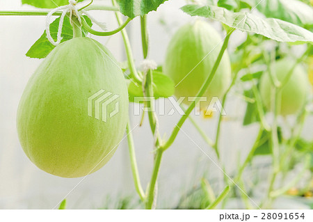 Melon fruit  28091654