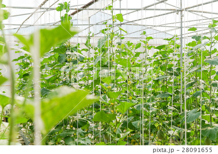 Greenhouse plantation of melon farm 28091655