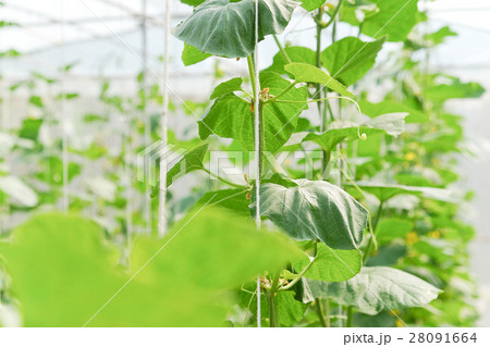 Greenhouse plantation of melon farm 28091664
