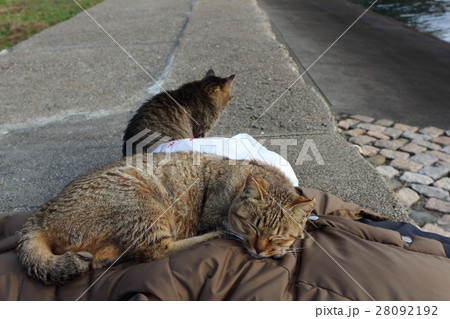 愛媛県 青島の猫 愛媛県 青島の猫 28092192