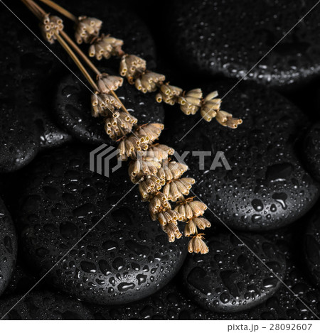 spa concept of lavenders on black zen stones spa concept of lavenders on black zen stones 28092607