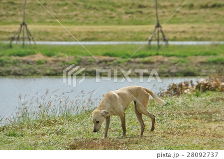 犬、ドッグ 28092737