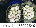 White lotus flowers 28092846
