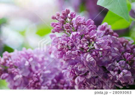 Spring lilac flowers Spring lilac flowers 28093063