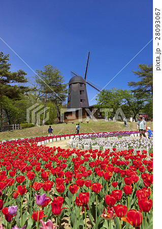 雪谷川ダムフォリストパーク・軽米(岩手県軽米町) 雪谷川ダムフォリストパーク・軽米(岩手県軽米町) 28093067