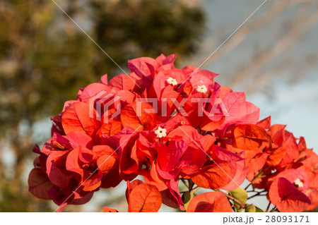 bougainvillea flowers in garden, close-up,  view 28093171