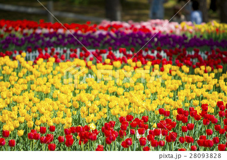 雪谷川ダムフォリストパーク・軽米(岩手県軽米町) 雪谷川ダムフォリストパーク・軽米(岩手県軽米町) 28093828