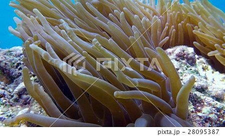 Clown fish in anemone close, Red sea. Egypt Clown fish in anemone close, Red sea. Egypt 28095387