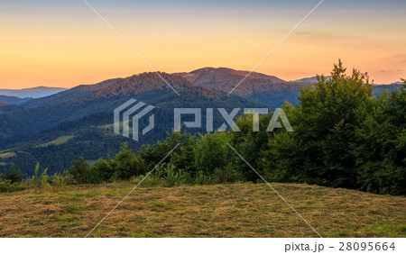 meadow on the edge of a hillside in the morning meadow on the edge of a hillside in the morning 28095664