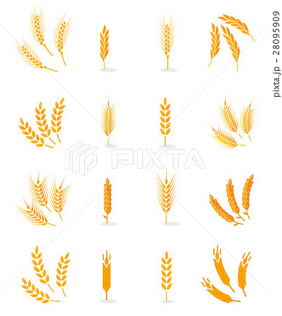 Wheat isolated on white background. 28095909