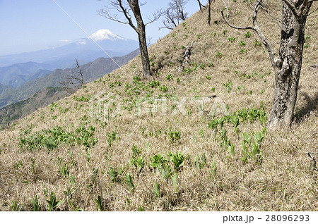 オオバイケイソウ若葉生える丹沢山と富士山 28096293