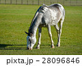 Alone horse grazing 28096846