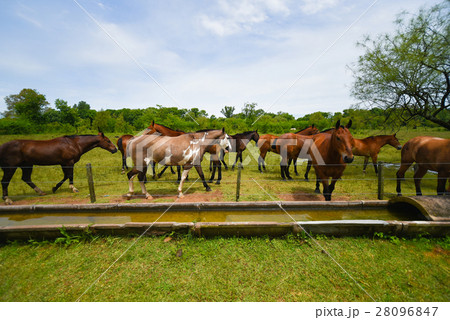 Brown horses grazing 28096847