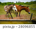 Grazing brown horses 28096855
