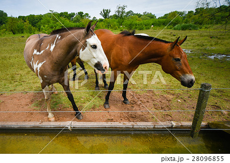 Grazing brown horses Grazing brown horses 28096855