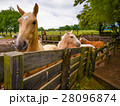 Buckskin horses in a paddock 28096874