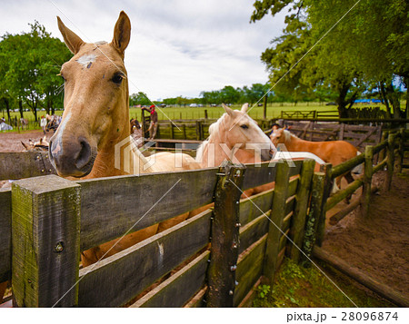 Buckskin horses in a paddock Buckskin horses in a paddock 28096874