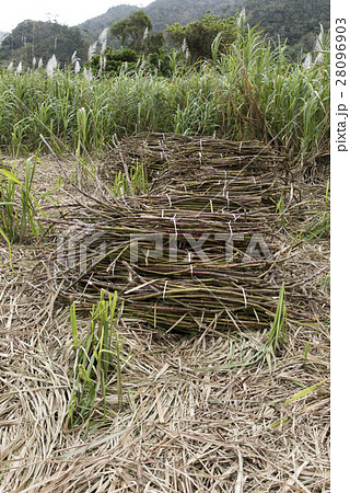 サトウキビ サトウキビ 28096903