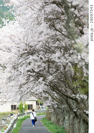 水分桜(みまくりさくら)奈良県宇陀市菟田野古市場 水分桜(みまくりさくら)奈良県宇陀市菟田野古市場 28097043