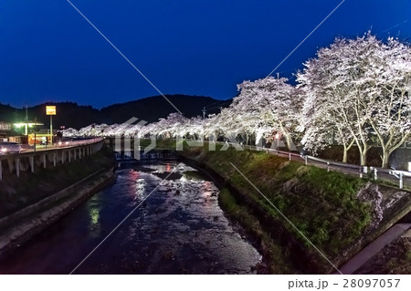 水分桜(みまくりさくら)奈良県宇陀市菟田野古市場 水分桜(みまくりさくら)奈良県宇陀市菟田野古市場 28097057