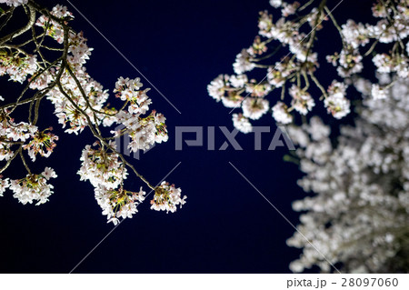 水分桜(みまくりさくら)奈良県宇陀市菟田野古市場 水分桜(みまくりさくら)奈良県宇陀市菟田野古市場 28097060