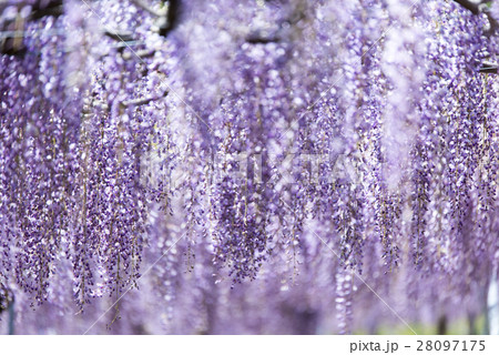 藤棚 藤棚 28097175