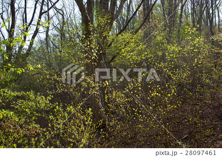 ナラ林の芽吹き 宮床湿原 ナラ林の芽吹き 宮床湿原 28097461